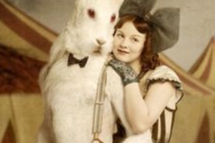 Rabbit